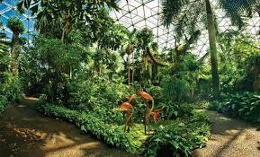 I live in kansas city, missouri. Orchids The Remedy For Too Much Winter Illinois Times