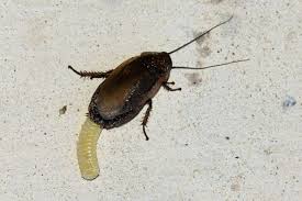 For more information on scales, you may wish to consult the following publications: What Do Cockroach Eggs Look Like How To Kill Cockroach Eggs