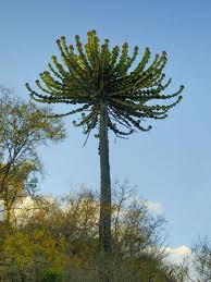 Image result for Euphorbia lissosperma