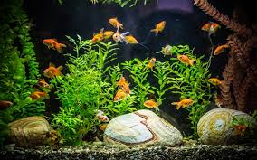 Shirlie is a fish and aquarium lover with 16 years of experience writing on the topic of raising and keeping fish at home. Why Your First Pet Should Be A Fish Petbarn Articles