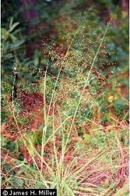 Image result for Eragrostis heteromera