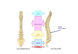 La colonne vertébrale, aussi nommée rachis, est constituée de 33 vertèbres séparées par des disques. Chirurgie De La Colonne Vertebrale Hegp Paris
