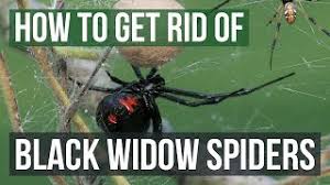Common house spiders are not black and have no red markings. How To Get Rid Of Black Widow Spiders With Pictures Wikihow