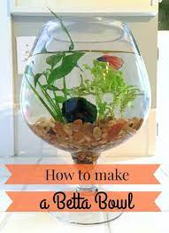 Select from distinct betta fish bowl at alibaba.com to enhance the aesthetic appearance of your interior decor. How To Make A Betta Bowl With Live Plants Betta Fish Bowl Fish Plants Fish Garden