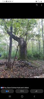 Profile for Abraham Abram Cochran Cemetery Est.1862 Famed Walkin Strick  Sycamore Tree