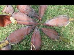 Cooking Banana Flower Biryani In My Village Super Taste Like Chicken Biryani Youtube