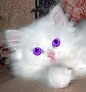 Beautiful Black Cat With Purple Eyes Pix For White Cat With Purple Eyes Cute Cats Cute Cats And Dogs Pretty Cats