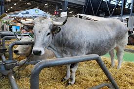 Dès demain, samedi 27 février et jusqu'au 6 mars, le salon de l'agriculture ouvre ses portes à paris. Paris Ce Qu Il Faut Retenir Du Salon De L Agriculture 2019