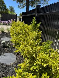 Image result for Coprosma