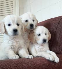 Trained akc golden retriever puppies 10 weeks old Golden Retriever For Sale Kentucky Usa