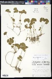 Image result for Marsilea nubica