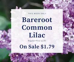 Maybe you would like to learn more about one of these? Lowe S Garden Center Home Facebook