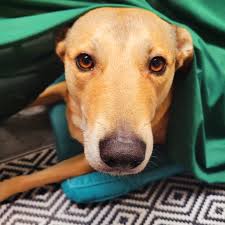 Amanda Schade (@amandaschade_) • Instagram photos and videos