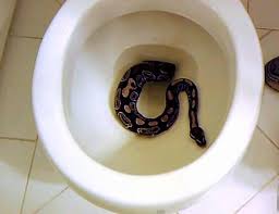 Snake Bites Man S Penis From Toilet Bowl A Brief History Of When Rats Snakes And Other Animals Attack From Below