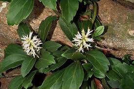 Image result for Pachycarpus spurius