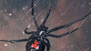 Black widow spiders also use their webs to ensnare their prey, which consists of flies, mosquitoes, grasshoppers, beetles, and caterpillars. Scary Michigan Spiders Brown Recluse 4 Others To Watch For