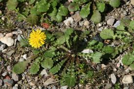 Image result for Crepis newii