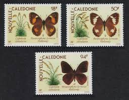 Image result for Costularia