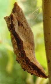 Red admiral butterfly caterpillars or chrysalises out of stock. Swallowtail Butterfly Chrysalis What S That Bug