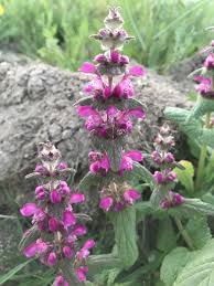 Lamium Orientale 2020
