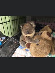 Pin By Tara Howell On Too Cute In 2020 Cute Baby Animals Cute Animals Cute Funny Animals