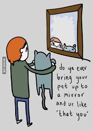 Do Ya Ever Bring Your Pet Up To The Mirror 9gag