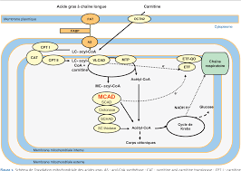 Image result for MCAD Deficiency