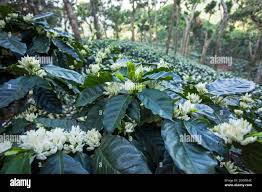 Image result for Coffea ligustroides