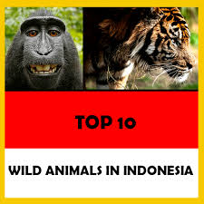Baby animals cute animals primates mundo animal. 10 Wild Native Animals That Live In Indonesia