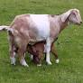 nubian goats from en.wikipedia.org