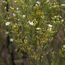 Image result for Montiniaceae