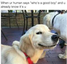 50 funniest animal meme meme central. Funny Animal Memes Clean 2018
