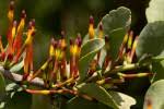 Image result for Agelanthus krausei