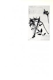 Image result for Melhania virescens