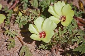 Image result for Tribulus zeyheri