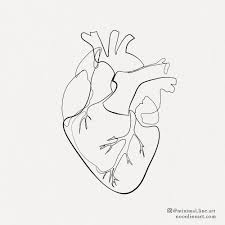 Maybe you would like to learn more about one of these? View 11 Simple Anatomical Heart Drawing With Flowers