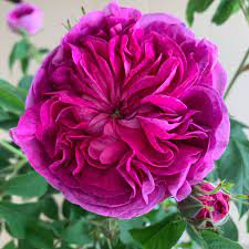 Other common names rose 'charles de mills'. Buy Charles De Mills Gallica Rose Trevor White Specialist Of Old Roses