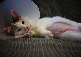 Return to canine diseases page. Post Op Care For Cat Spays And Neuters Petmd