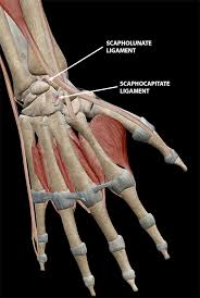 An anterior cruciate ligament injury occurs when the anterior cruciate ligament (acl) is either stretched, partially torn, or completely torn. Just Rice It The Anatomy And Pathology Of Sprains