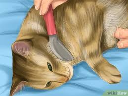 Kedi Nasil Yikanir Resimlerle Wikihow