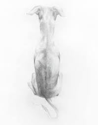 Italian Greyhound Posture Drawing In 2020 Animal Drawings Greyhound Posture Drawing
