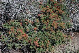 Image result for Stigmella arbusculae