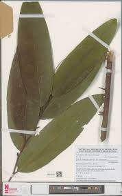 Image result for Klainedoxa