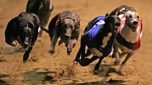 Watch & wager on live greyhound races at wheeling island racetrack. Dog Home Volunteer On Calls For Ban On Greyhound Racing Bbc News
