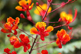Plant Flamboyant Flower Plants Flowers Street Trees