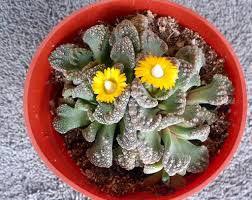 Image result for Lasianthus kilimandscharicus