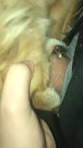 Man cums in dogs mouth
