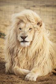 What Do Dreams About Lions Mean Lions Photos Animals Lion Pictures