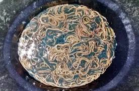 We did not find results for: Meriahnya Tradisi Tahunan Berburu Cacing Laut Di Sikka Mongabay Co Id Mongabay Co Id