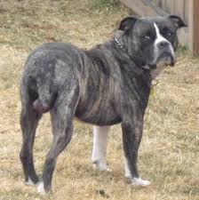 We have everything related to alapaha blue blood bulldogs. Alapaha Blue Blood Bulldog Dog Breed Pictures 2